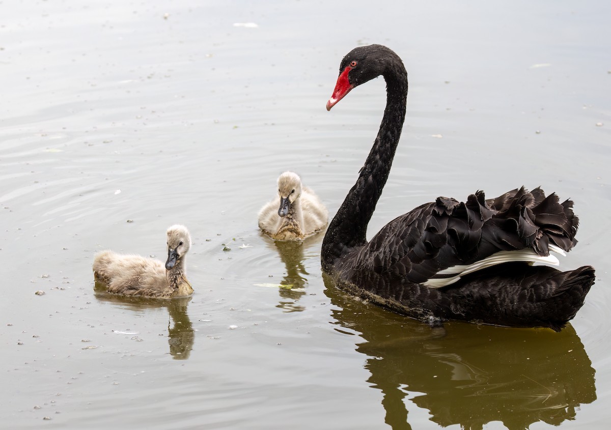 Black Swan - ML650660780