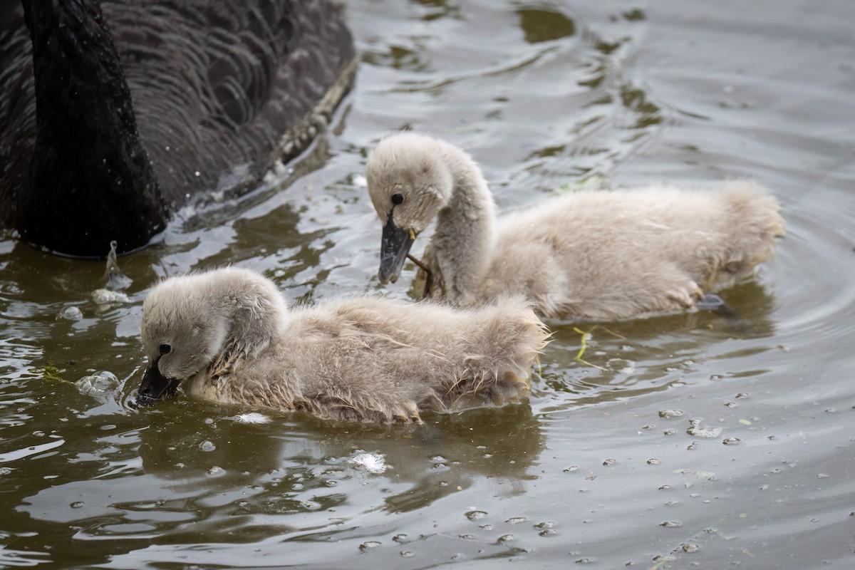 Black Swan - ML650660781