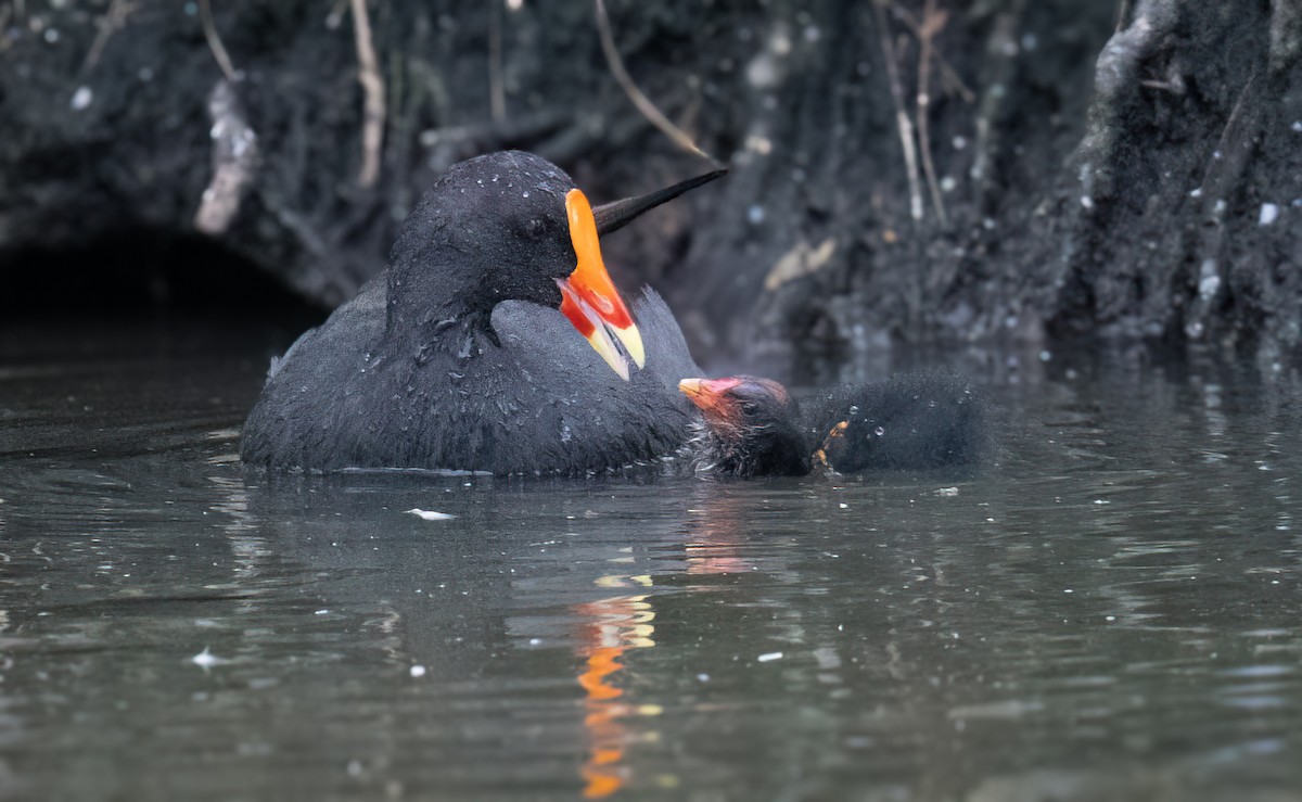 Dusky Moorhen - ML650660824