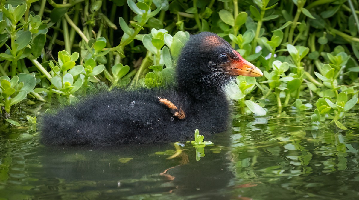 Dusky Moorhen - ML650660825