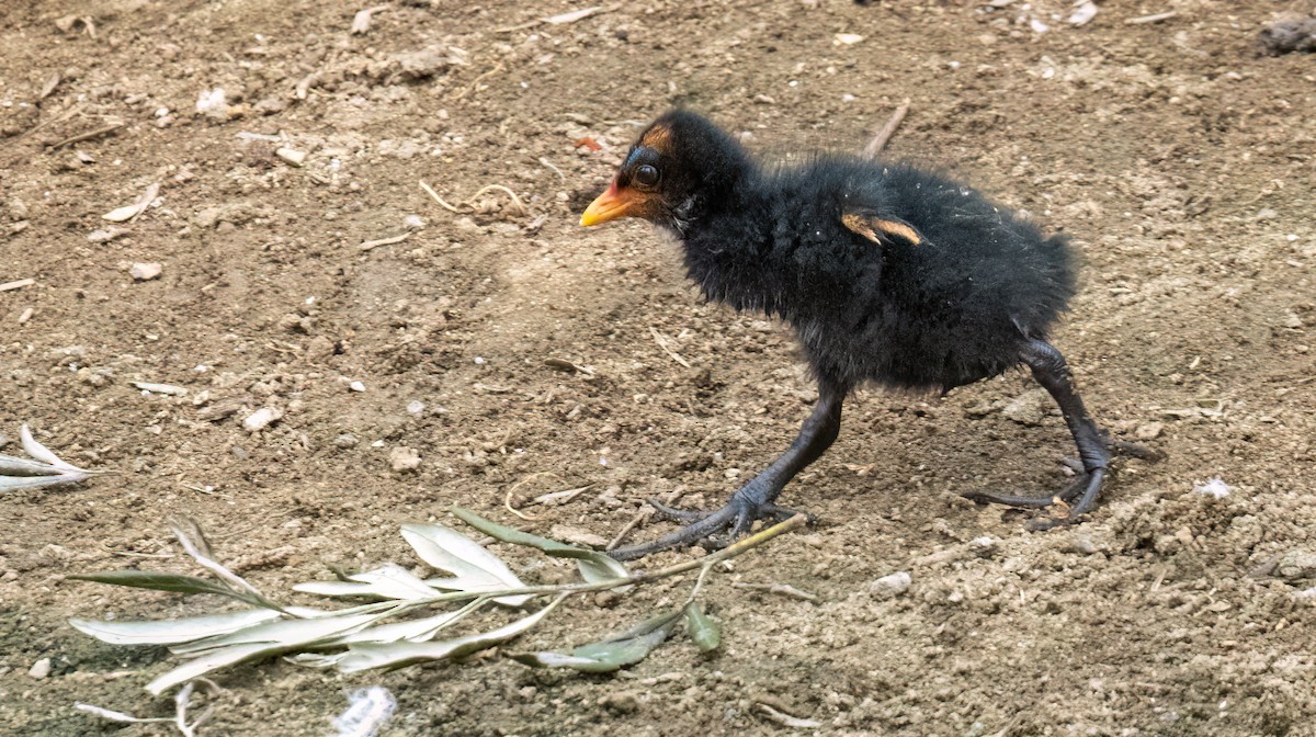 Dusky Moorhen - ML650660826