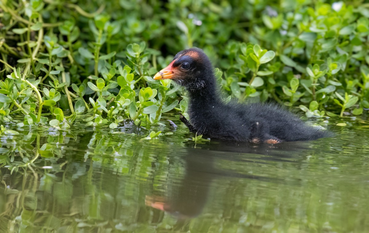 Dusky Moorhen - ML650660827