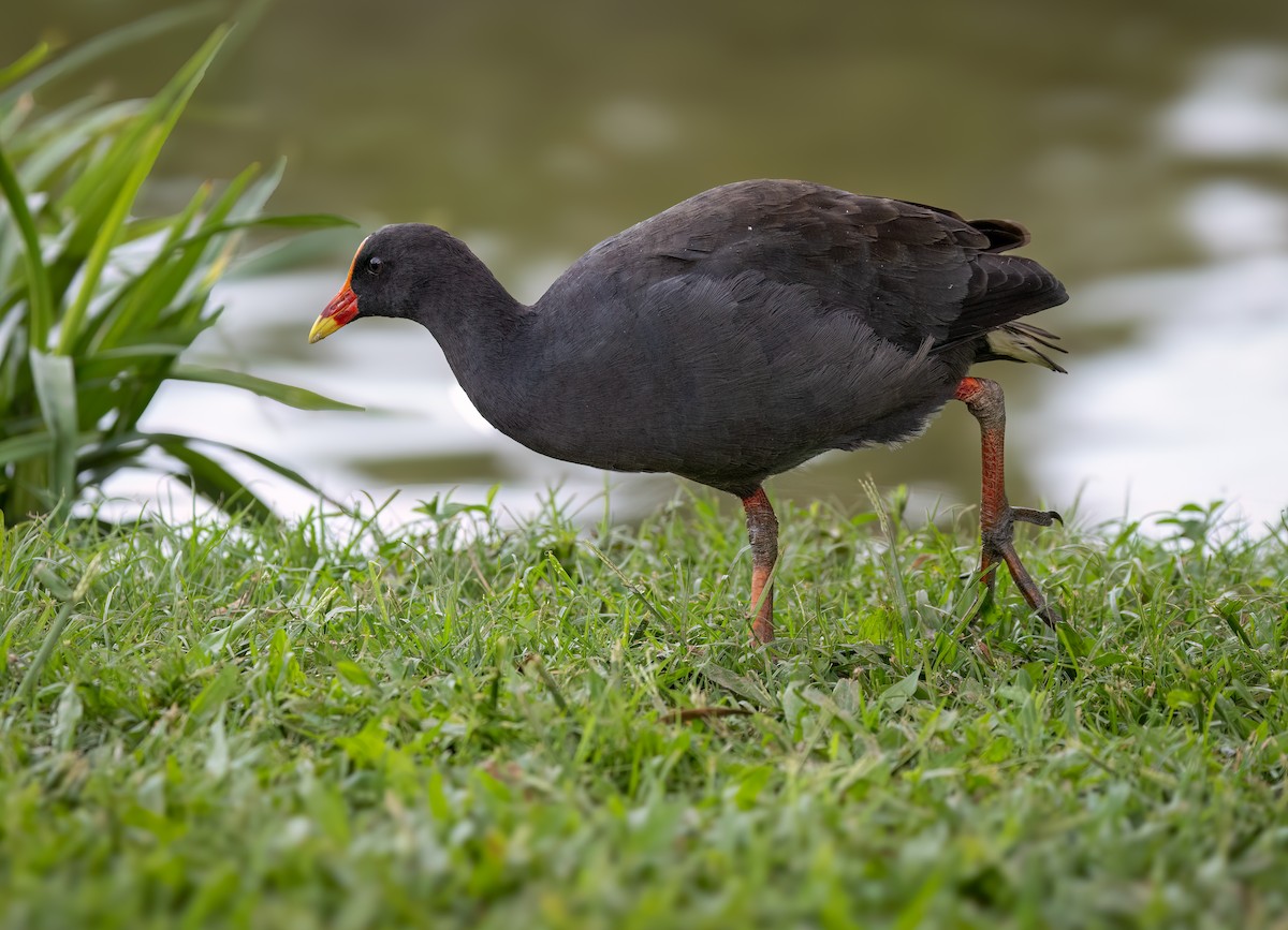 Dusky Moorhen - ML650660828