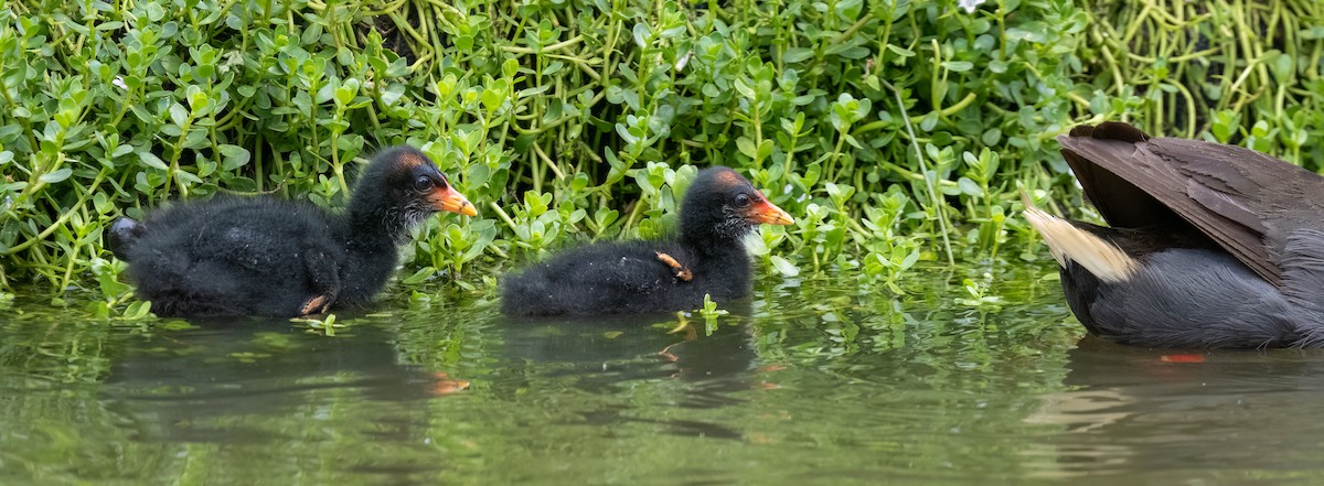 Dusky Moorhen - ML650660829