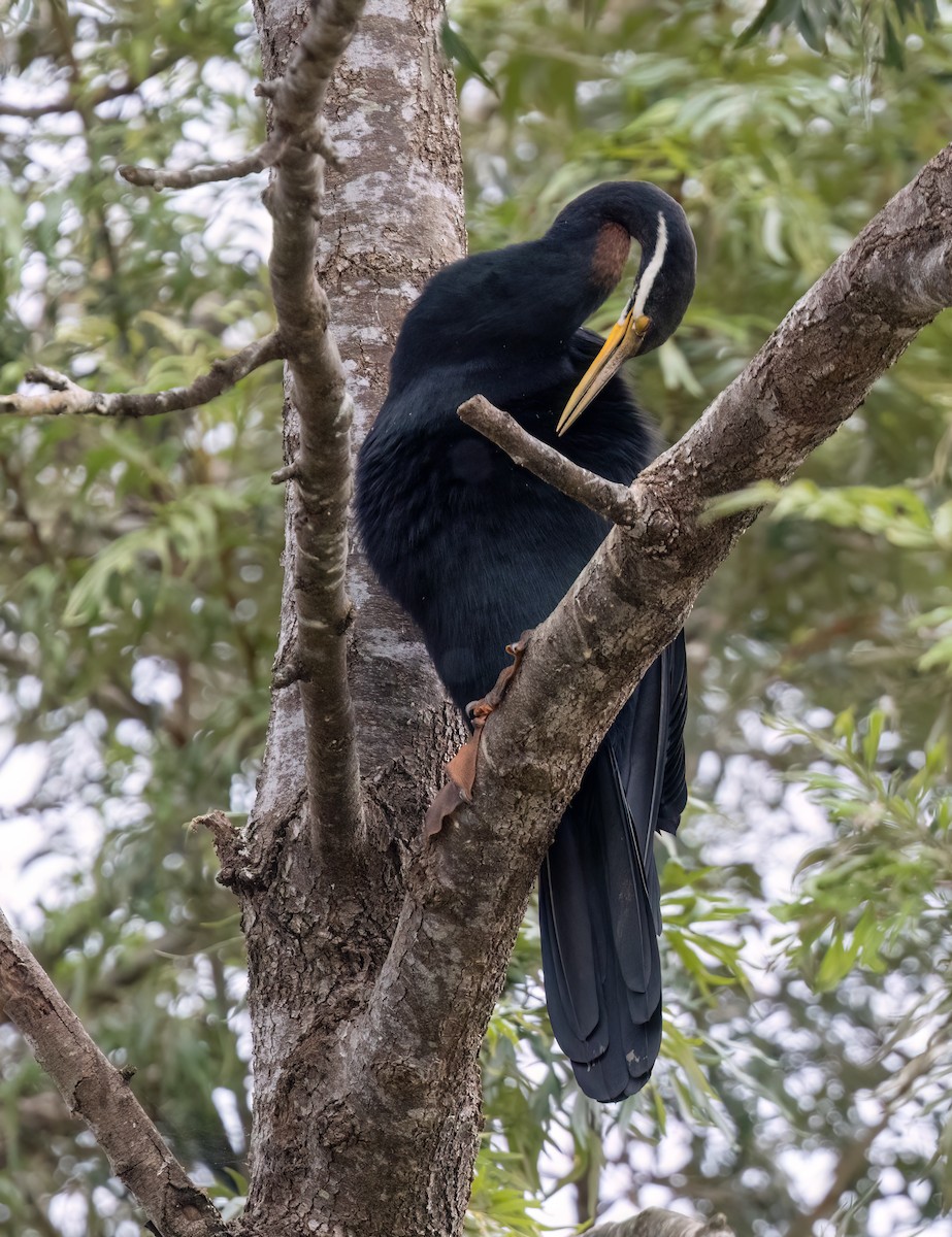 Australasian Darter - ML650660843