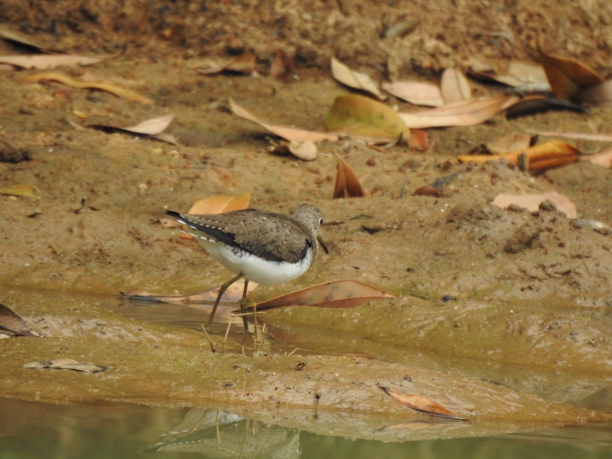 Einsiedelwasserläufer - ML650660863