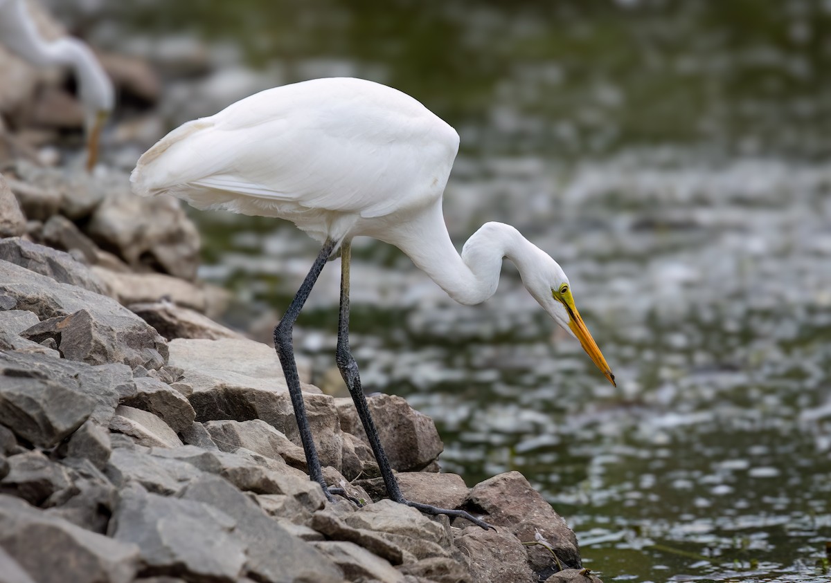 Great Egret - ML650660869