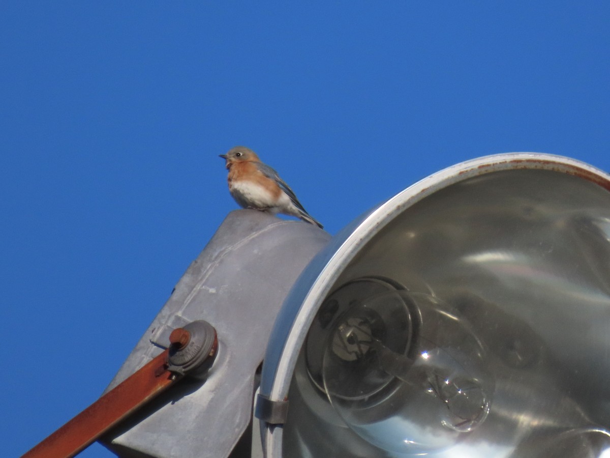 Eastern Bluebird - ML650660899