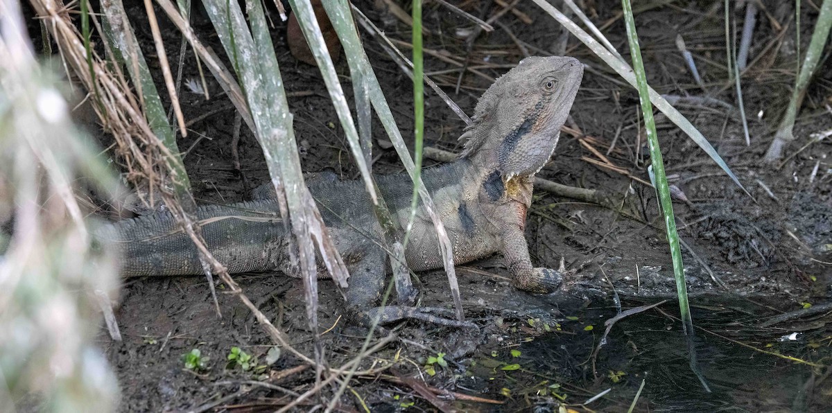 Eastern Water Dragon - ML650660905