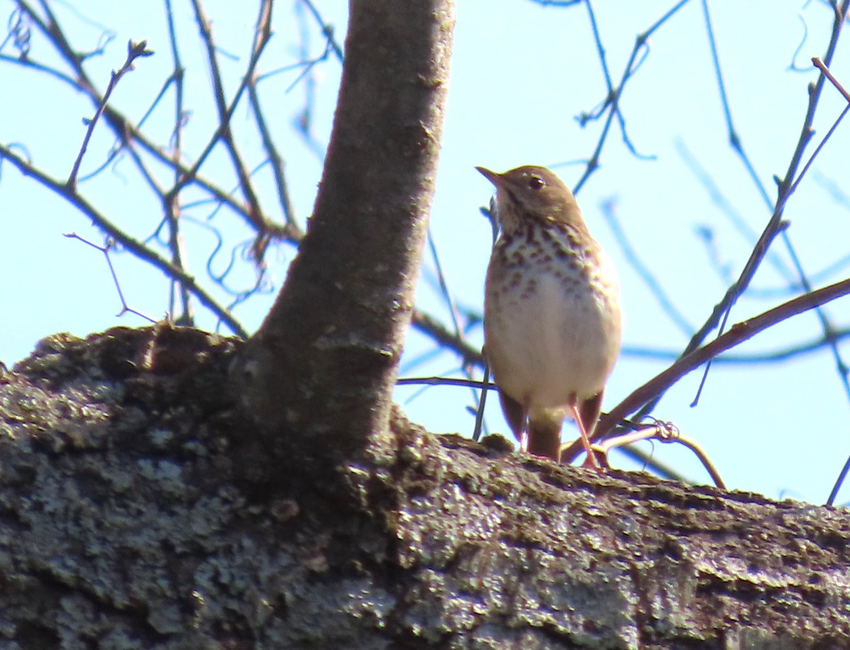 Hermit Thrush - ML650660907
