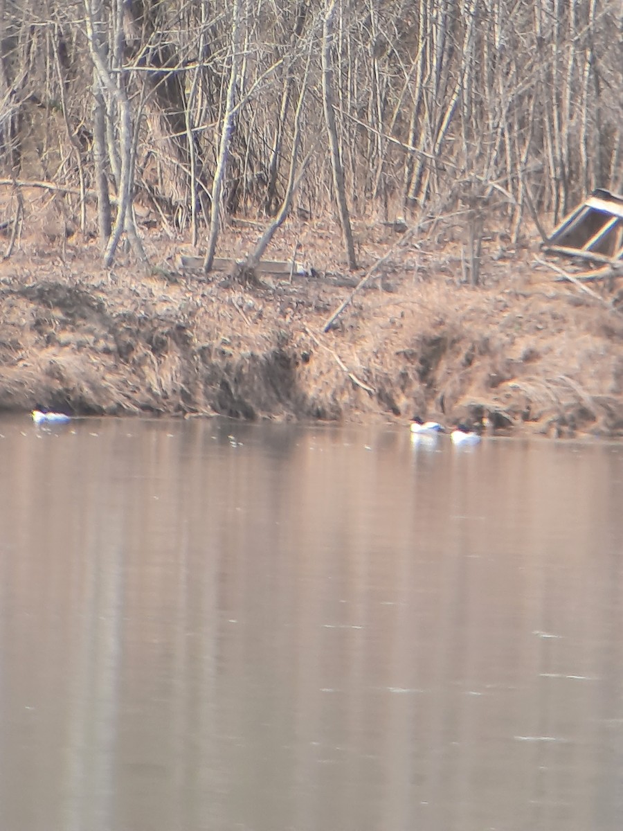 Smergo maggiore - ML650660908