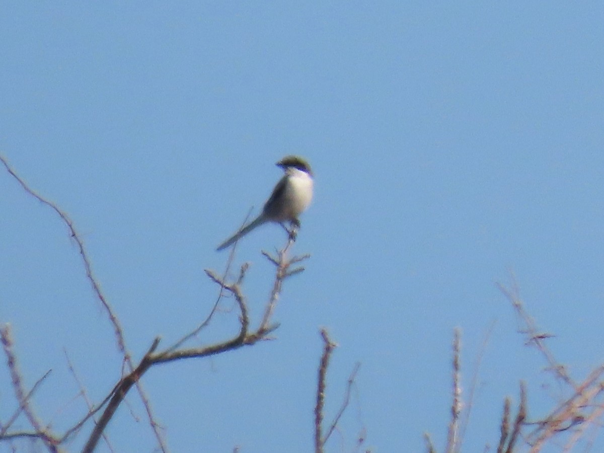 Loggerhead Shrike - ML650661039