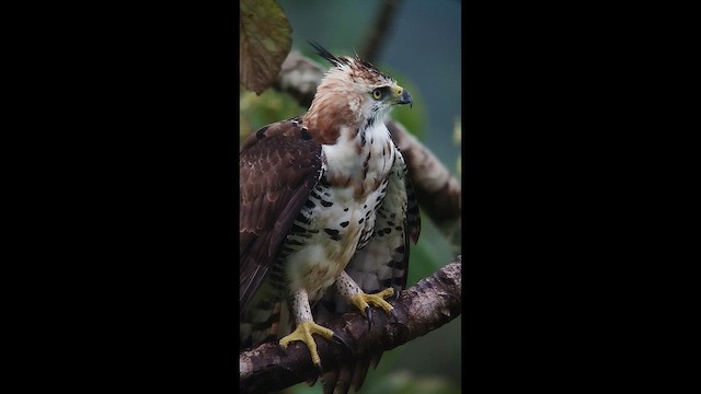 Ornate Hawk-Eagle - ML650661051