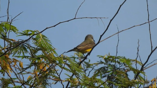 Tropical Kingbird - ML650661118