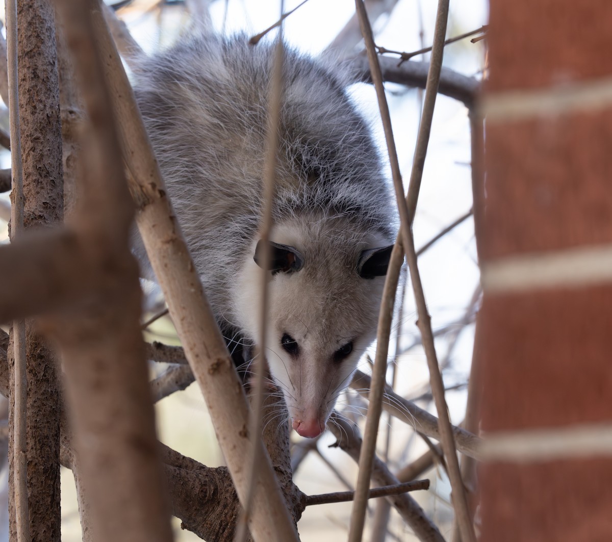 Tlacuache norteño - ML650661184