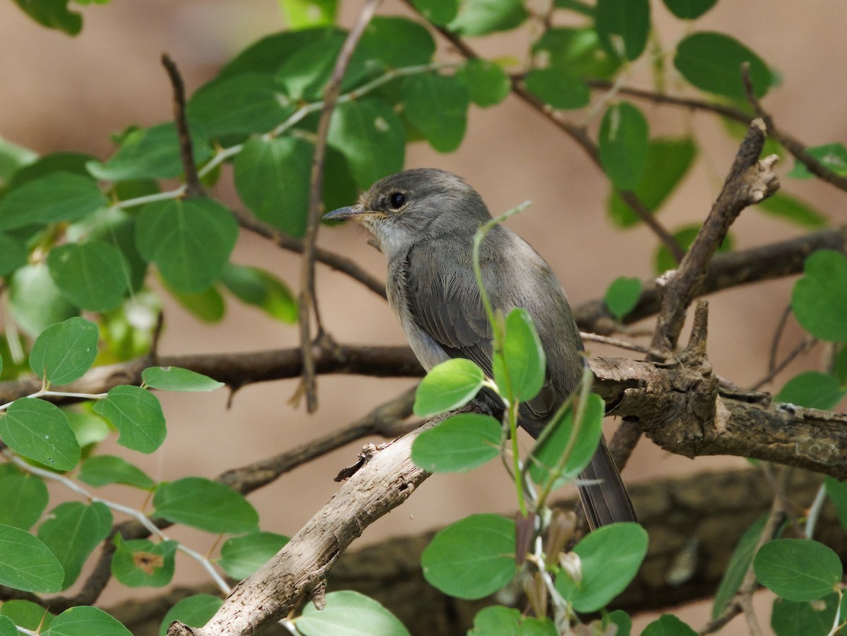 Swamp Flycatcher - ML650661418