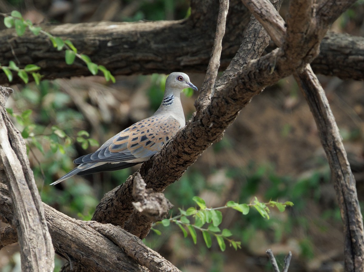 European Turtle-Dove - ML650661442