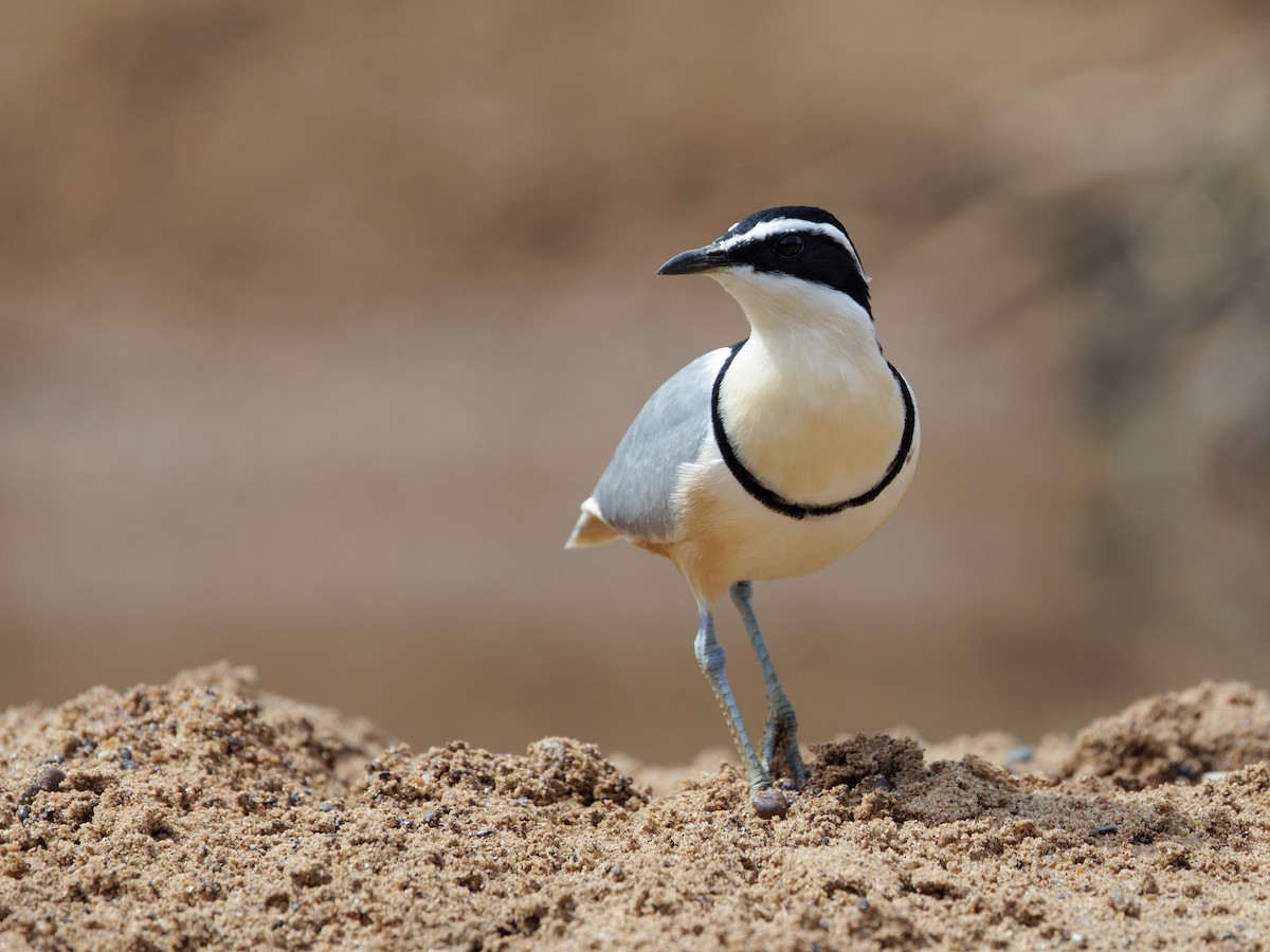 Egyptian Plover - ML650661486
