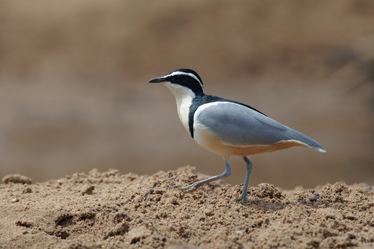 Egyptian Plover - ML650661487