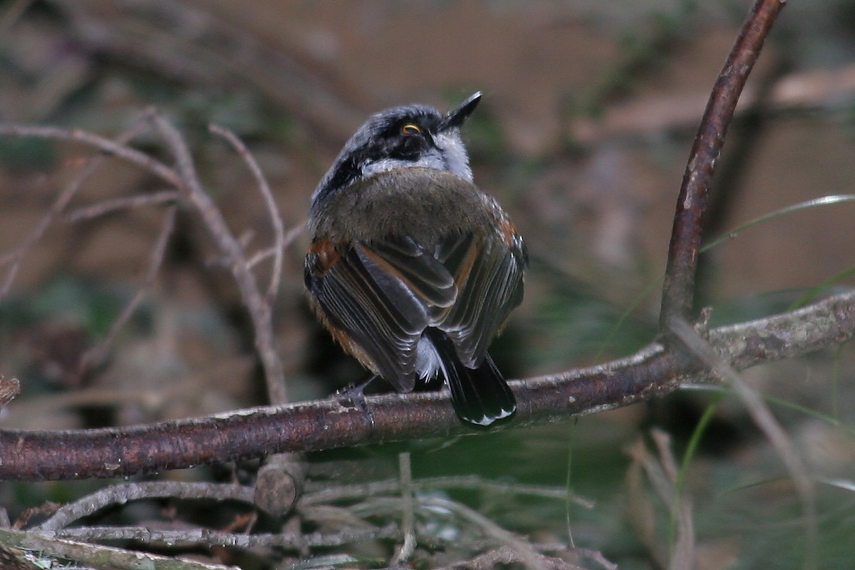 Cape Batis (Cape) - ML650661624