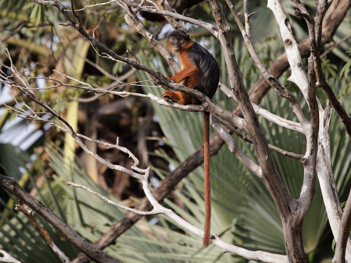 Western Red Colobus - ML650661655