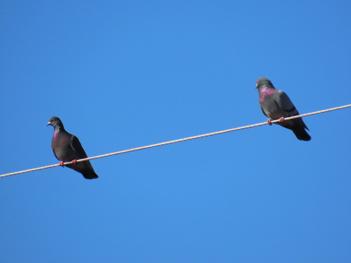 Rock Pigeon (Feral Pigeon) - ML650661670