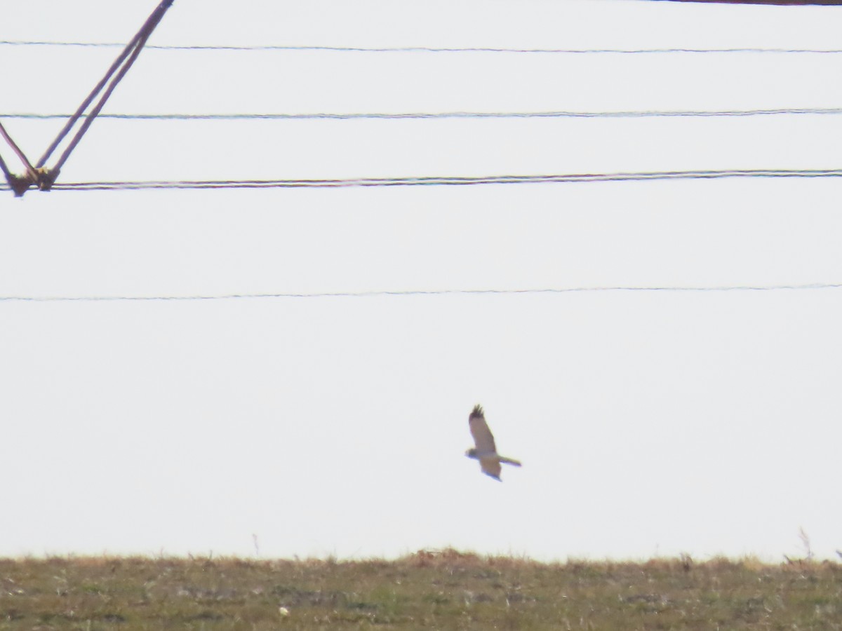 Northern Harrier - ML650661708