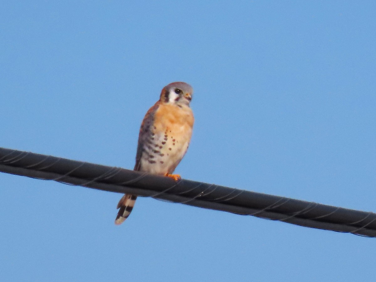American Kestrel - ML650661726