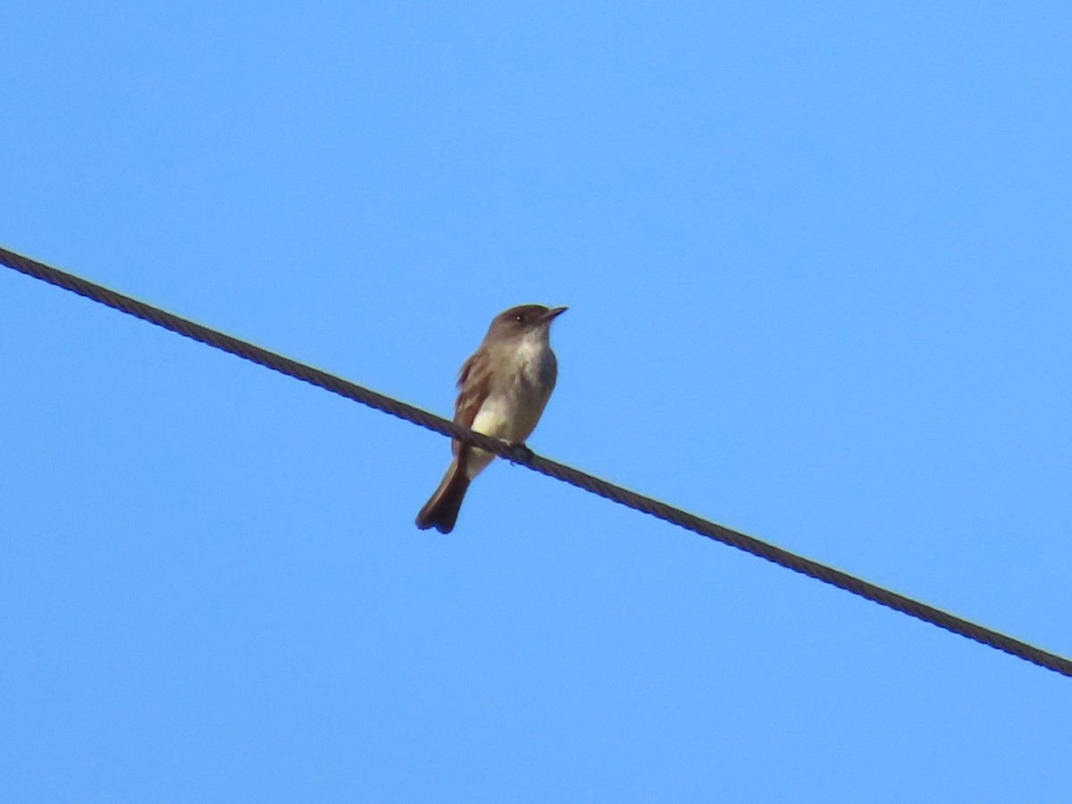 Eastern Phoebe - ML650661927