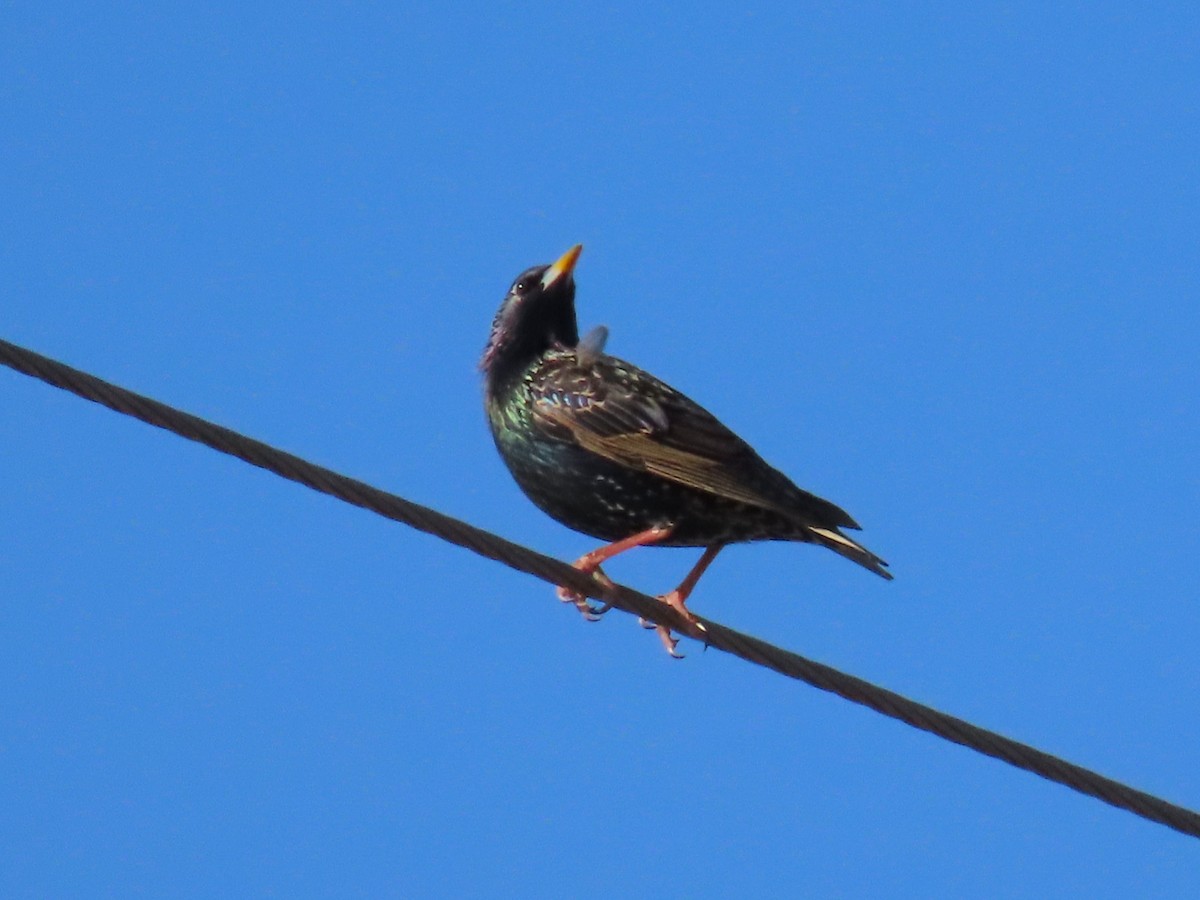European Starling - ML650661940