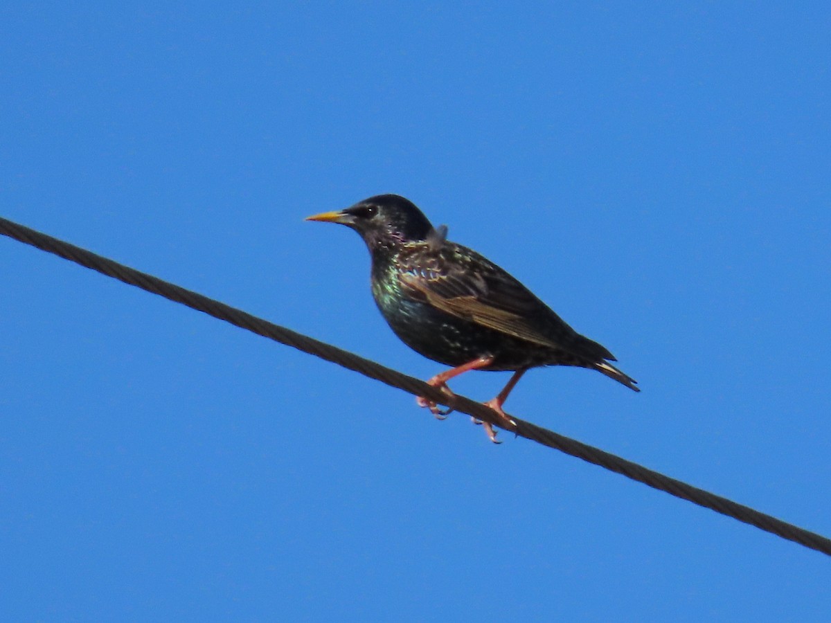 European Starling - ML650661941