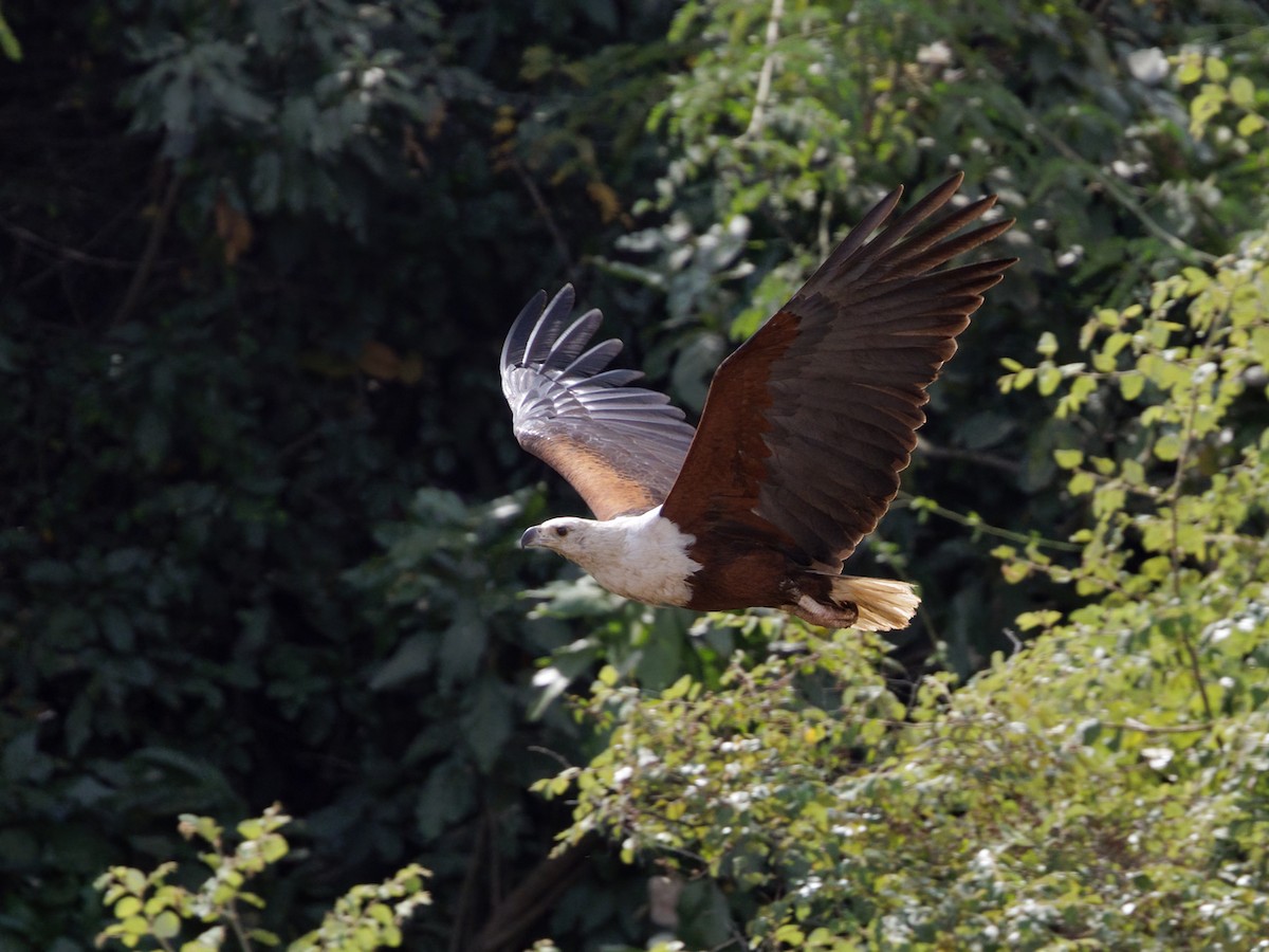 African Fish-Eagle - ML650662185