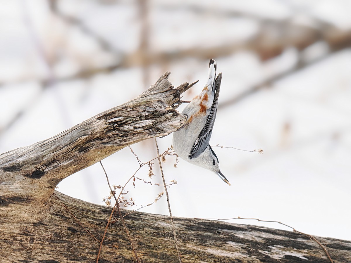 Trepador Pechiblanco - ML650662200