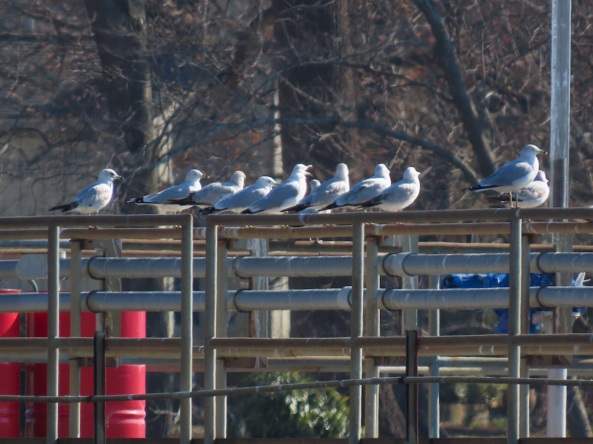 Ring-billed Gull - ML650662338