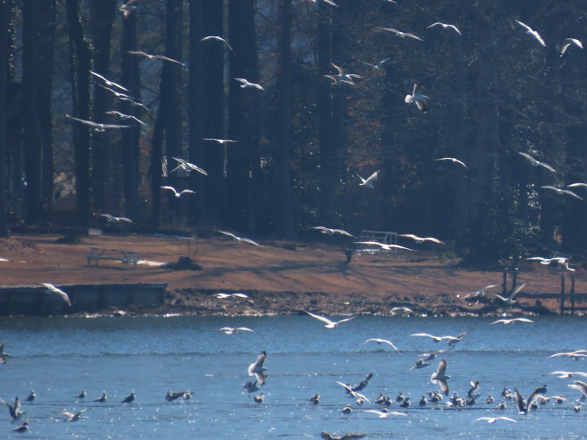 Ring-billed Gull - ML650662339