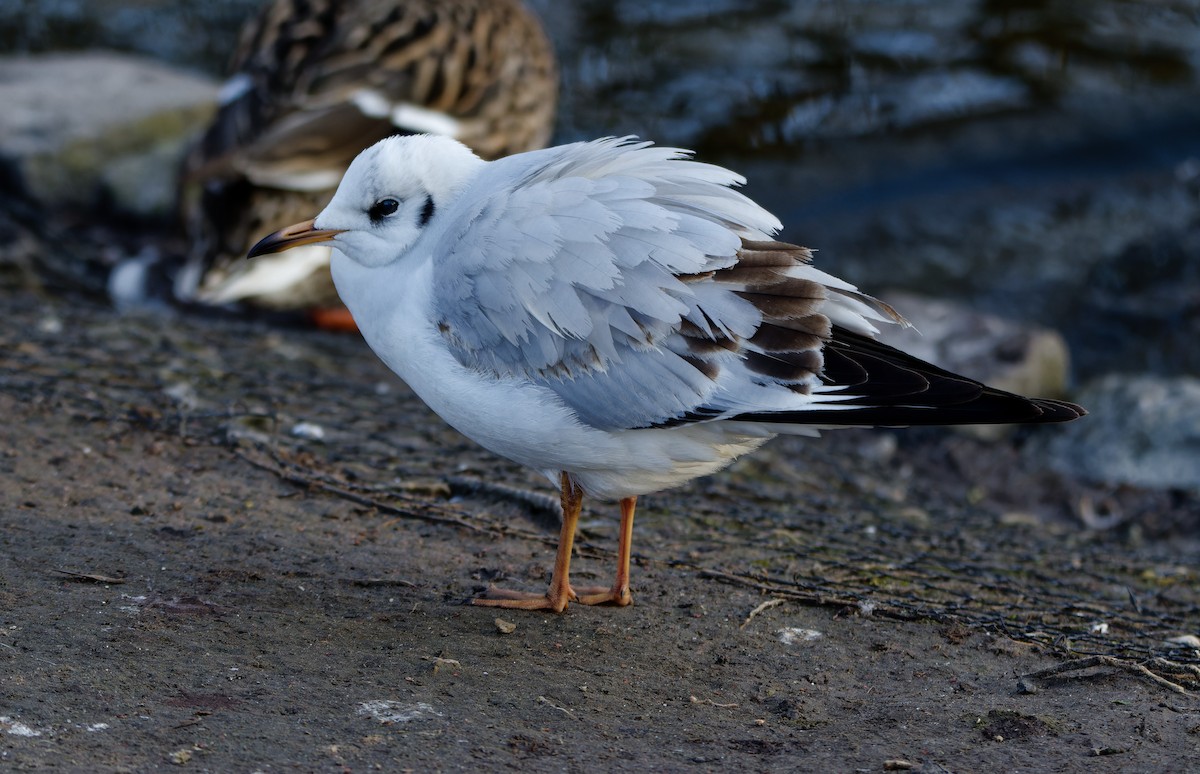 紅嘴鷗 - ML650662360