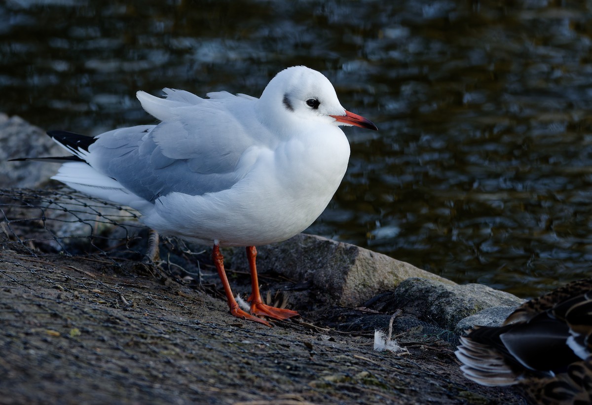 紅嘴鷗 - ML650662364