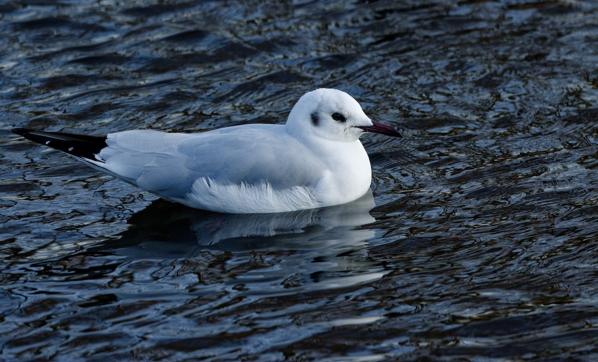 紅嘴鷗 - ML650662366