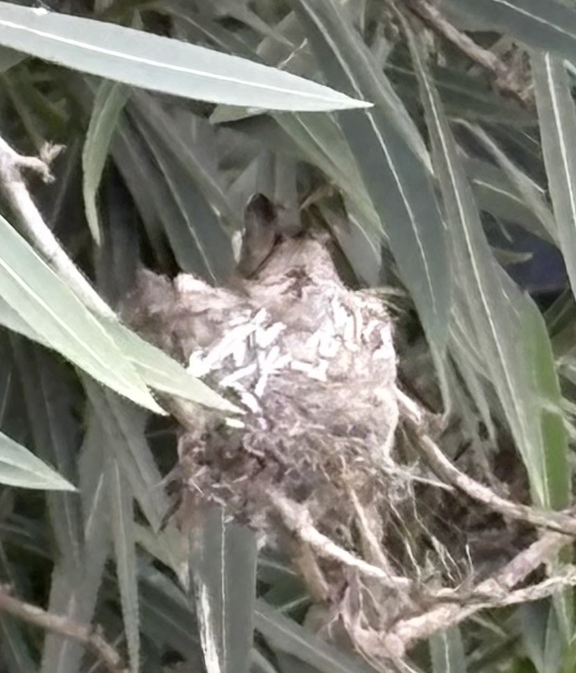 Allen's Hummingbird - ML650662367