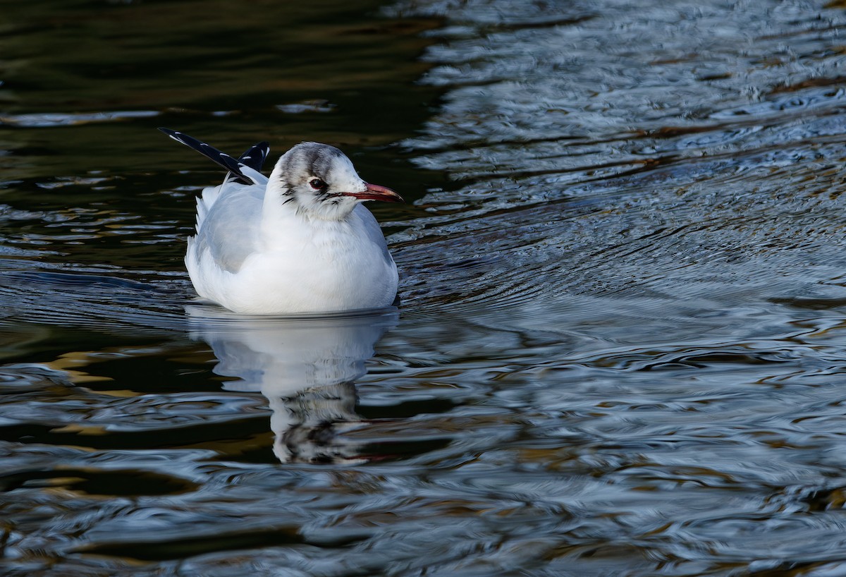 紅嘴鷗 - ML650662368