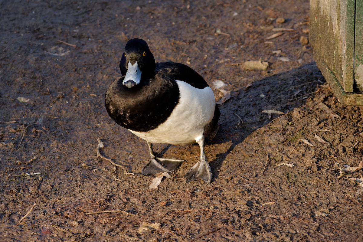 鳳頭潛鴨 - ML650662369