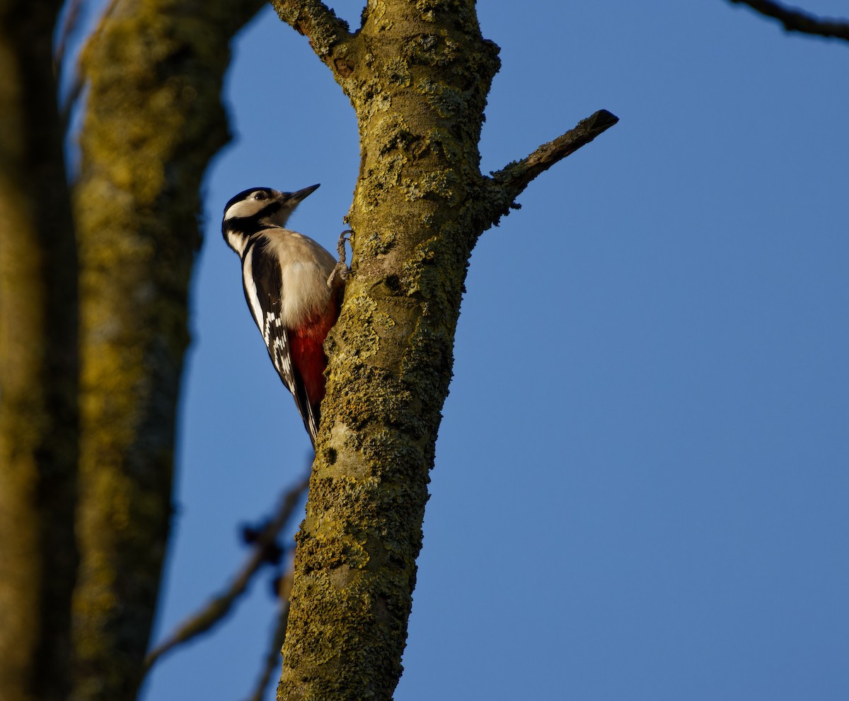 Great Spotted Woodpecker - ML650662371