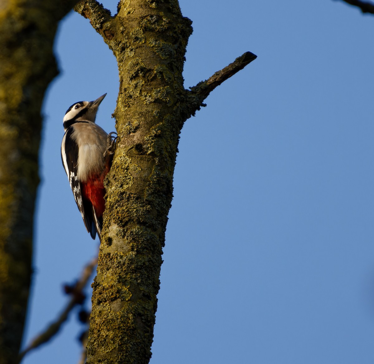 Great Spotted Woodpecker - ML650662372