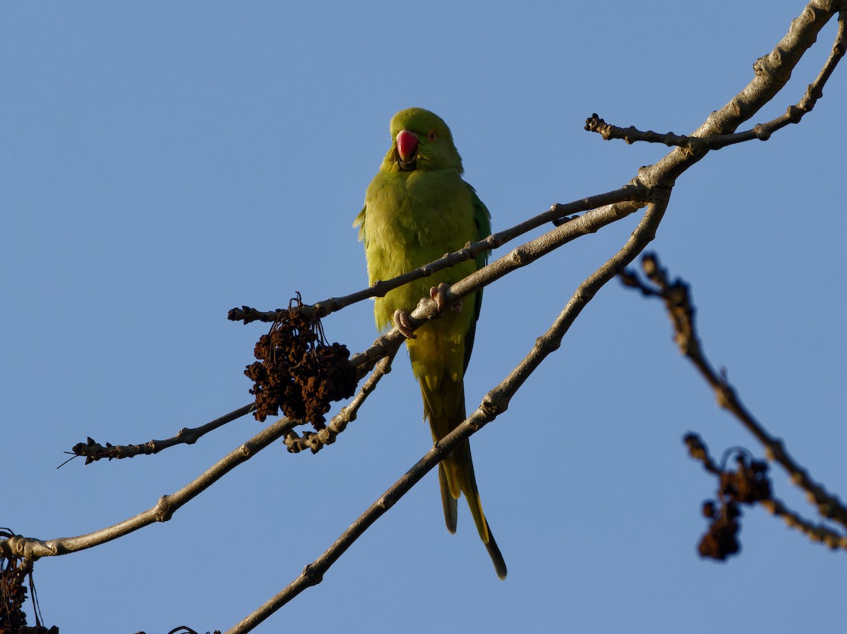 紅領綠鸚鵡 - ML650662374