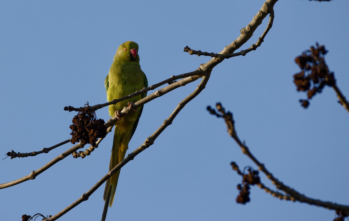 紅領綠鸚鵡 - ML650662375