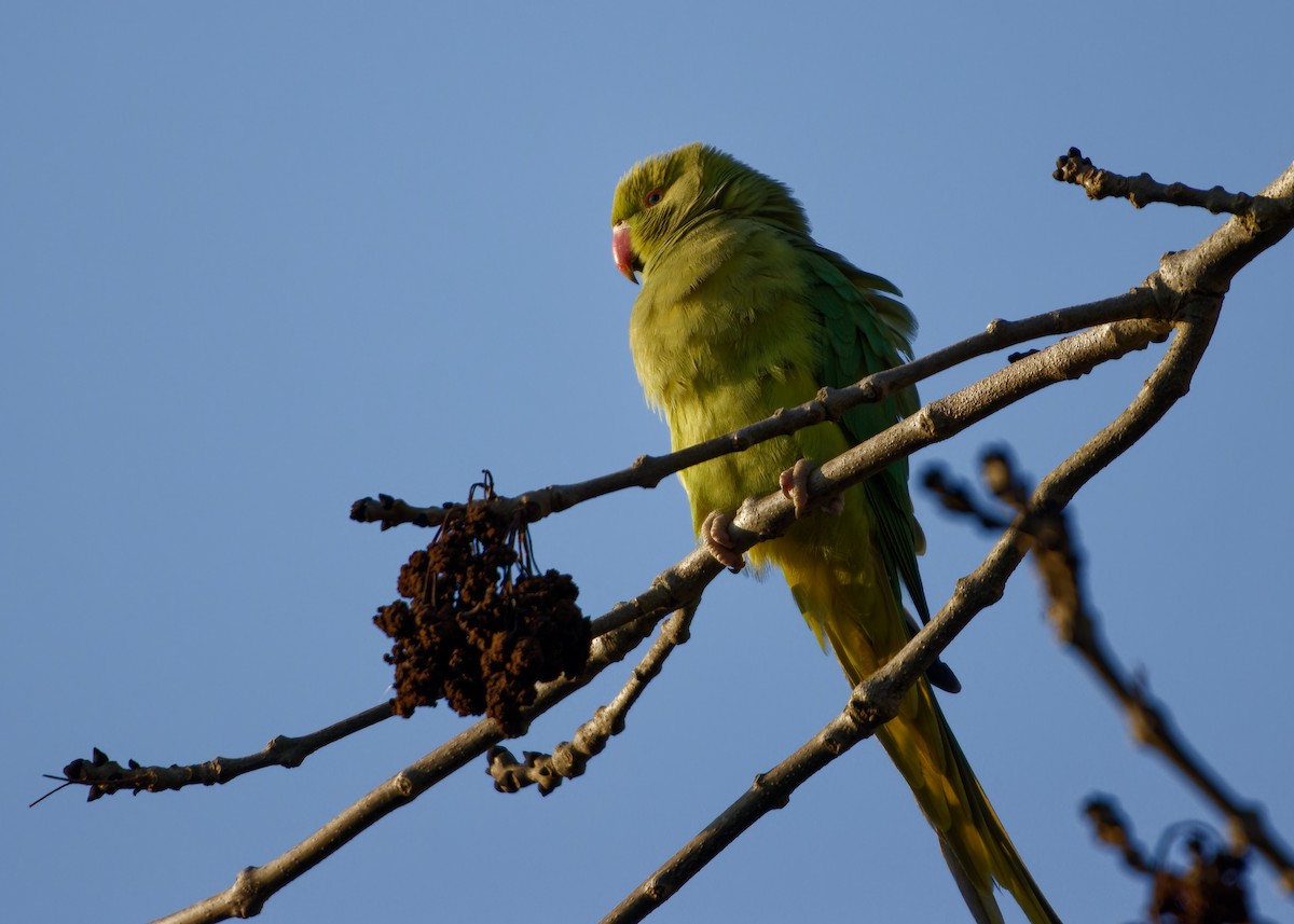 紅領綠鸚鵡 - ML650662376