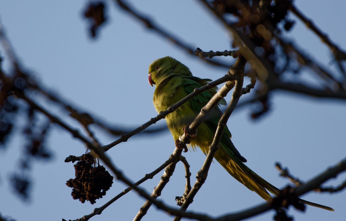 紅領綠鸚鵡 - ML650662377