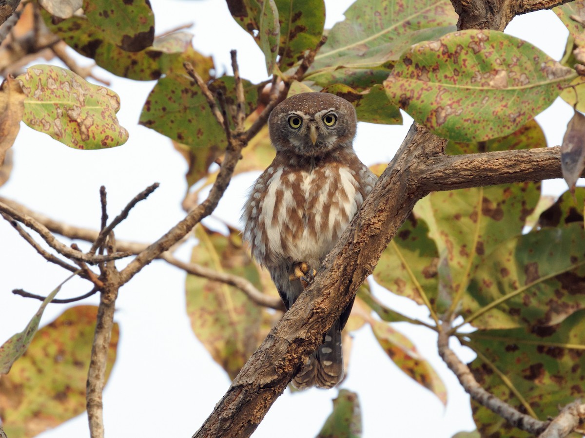 Pearl-spotted Owlet - ML650662395