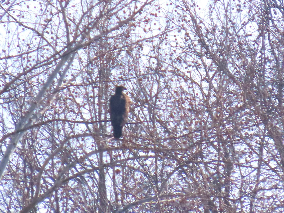 Bald Eagle - ML650662402