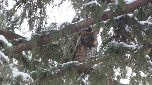 アメリカワシミミズク - ML650662458